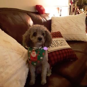 Meet your Posher, Lori